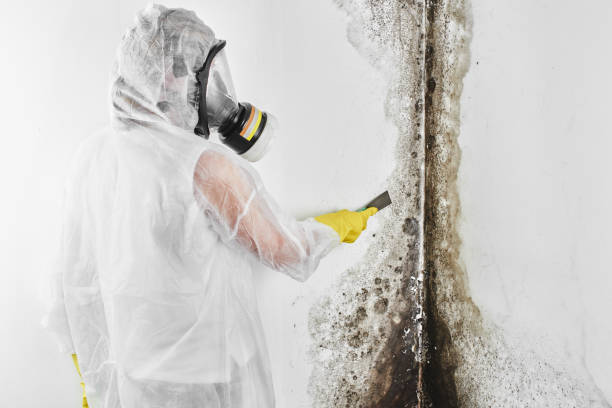 Best Mold Remediation Experts  in Peebles, OH