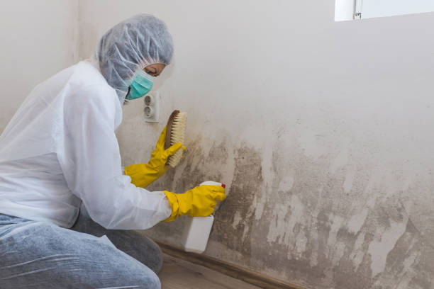 Crawl Space Mold Removal in Peebles, OH
