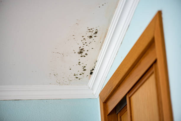Best Mold Testing  in Peebles, OH