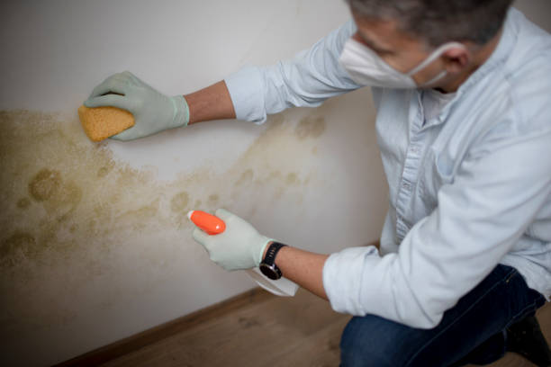 Best Professional Mold Removal  in Peebles, OH