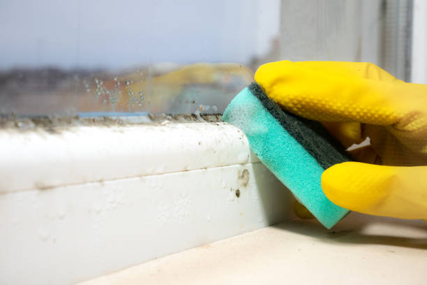 Best Crawl Space Mold Removal  in Peebles, OH