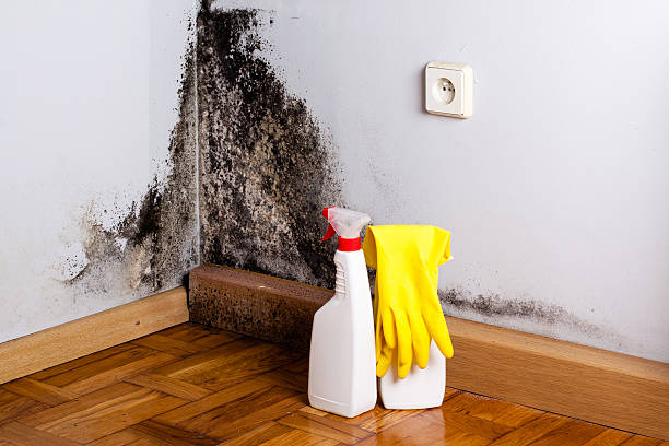 Best Fast Mold Removal  in Peebles, OH