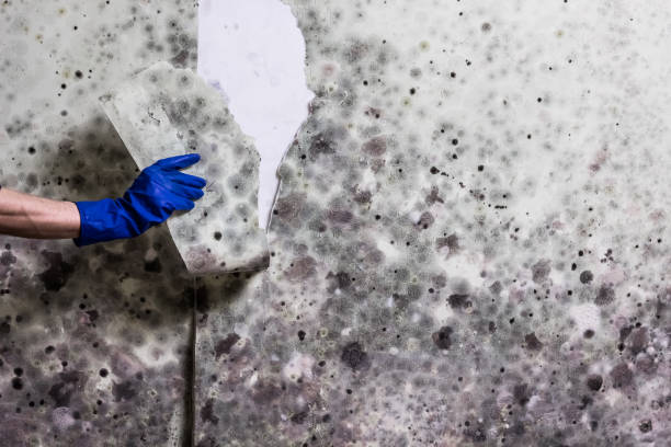Best Toxic Mold Removal  in Peebles, OH