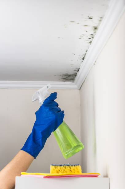 Best Local Mold Removal Service  in Peebles, OH